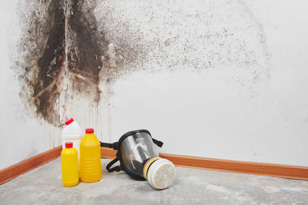 Best Bathroom Mold Remediation in Capitan, NM