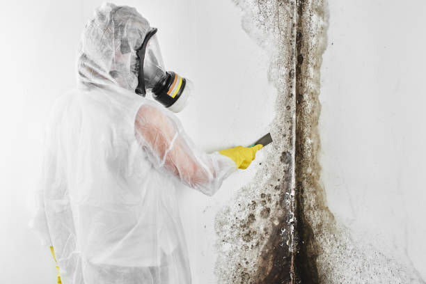 Best White Mold Remediation in Capitan, NM