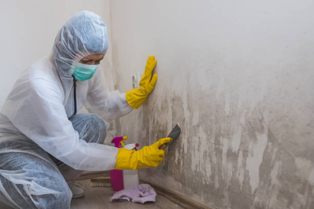 Best Emergency Mold Remediation in Capitan, NM