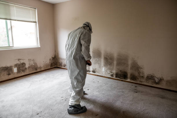 Best Commercial Mold Remediation in Capitan, NM